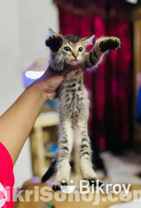 Persian mixed cat